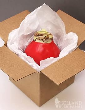 Red Base Waxed Amaryllis White Intokazi Flower Bulb with Stand, No Water Needed