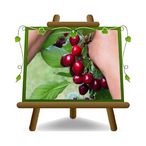 EURO PLANTS VIVAI Ciliegio Dolce Durone Tardiva Kordia - Pianta da Frutto su Vaso: ø 24/26 cm. - *Altezza: 170~200 cm. - Età 4 Anni