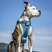 Kurgo TRU-Fit Smart Dog Walking Harness – Bequeme Passform – verstellbares Geschirr – reflektierende Haustierkleidung – Schnellverschluss – Zubehör für den täglichen Spaziergang – inklusive
