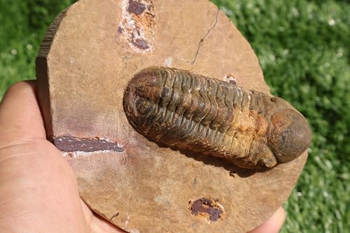 Image of Trilobite Fossil Reedops Trilobite Fossil Trilobites Rock Trilobite Fossils from Morocco Trilobite Fossil Trilobites A240