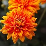 New Giant Chrysanthemum Flower Seeds Orange 100pcs - Image 1