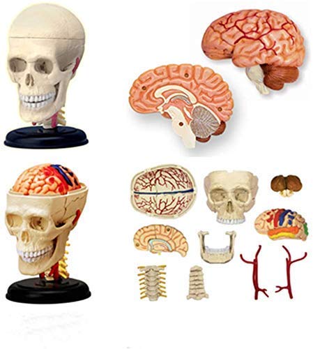 CMODEL Bildungsmodell Simuliertes Knochenmodell des menschlichen Hüftknochens - Modell des Hüftknochens - Anatomisches Modell des menschlichen Ilios - für den Unterricht, orthop?disches Betriebsmod Cover