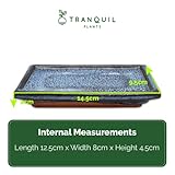 Tranquil Plants Home Decor Bonsai Tree Pine Kokedama House Plant With Fertilized Green Moss Ball For Bedroom -Office Desk Decor Indoor House Plants Gardening Gifts-10year (Plant, Tray, Scissor & Feed) - Image 7