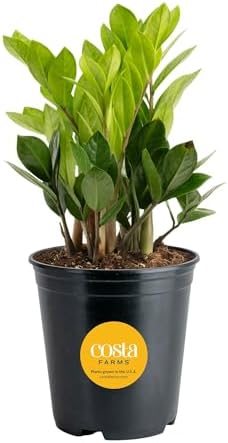 Costa Farms ZZ Live Plant in Plastic Pot, Easy to Maintain, Air P...