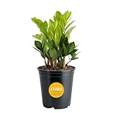 Costa Farms ZZ Live Plant in Plastic Pot, Easy to Maintain, Air Purifying Indoor Houseplant, Perfect for Home, Room, or Office Decor, Great House Warming or Birthday Gift, 12-20 Inches Tall
