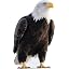 Bald Eagle04