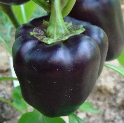 Green World BELL PEPPER PURPLE BLACK/KALI SIMLAMIRCHI SEEDS FOR KITCHEN GARDENING (20 seeds)