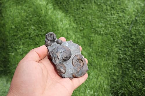 Image of Ammonite Fossil Natural Platyclymenia & Goniatites Plate Fossil Devonian Fossil from Morocco A59