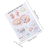 Zoom IMG-2 garozation poster anatomico cervello umano Zoom IMG-2 garozation poster anatomico cervello umano