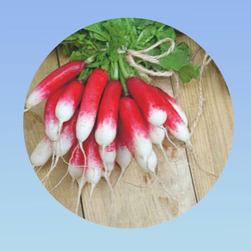 5 grammes de graines radis french breakfast 2 - plus de 700 Graines -Planète graines - Raphanus sativus