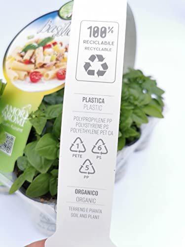 12 Piante di erbe aromatiche fresche per cucina