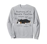 Photo Gallery anatomia di un cane bovaro bernese felpa Photo Gallery anatomia di un cane bovaro bernese felpa