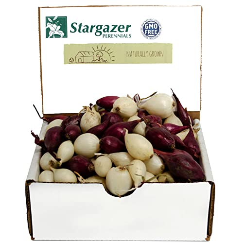 Mixed Red and White Onion Sets 8 oz | Non-GMO Bulbs - Easy to Grow Onion Assortment for The Vegetable Garden