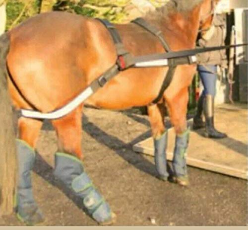 Easy Loader - Equisafe Easy Loader for Horse Trailers