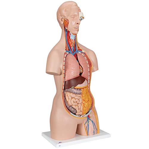 Image of 3B Scientific B19 Classic Unisex Torso 18-part w / opened neck and back - 3B Smart Anatomy