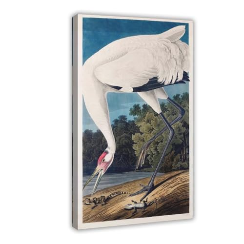 Poster toile Hooping Crane Audubon décoration murale géante salon