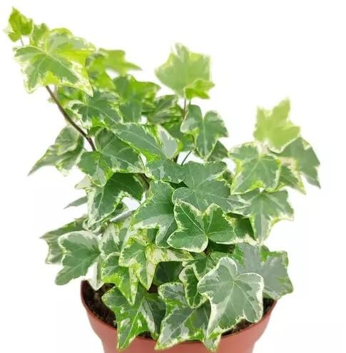 See full amazon price history chart for The Four Seasons English Ivy Variegated | Hedera Helix | Rare Natural Live Plant in Pot The Four Seasons English Ivy Variegated | Hedera Helix | Rare Natural Live Plant in Pot (B0BNB8QZ4F) Amazon Price History, Amazon Price Tracker