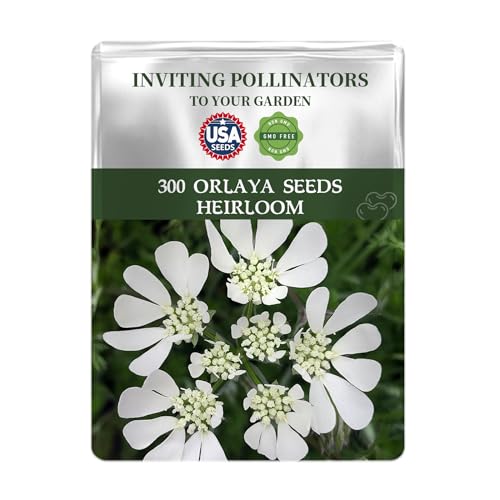 White Finch Orlaya Seeds Pack