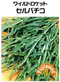 野菜の種900粒以上 ワイルドロケット セルバチコ 0.5ml ルッコラ