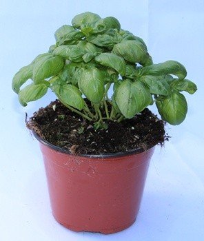 Albahaca  Maceta 13 cm �  : Planta viva