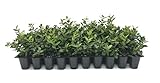 Asiatic Jasmine Minima - 50 Live Plants - Trachelospermum Asiaticum - Drought Tolerant Cold Hardy Evergreen Ground Cover