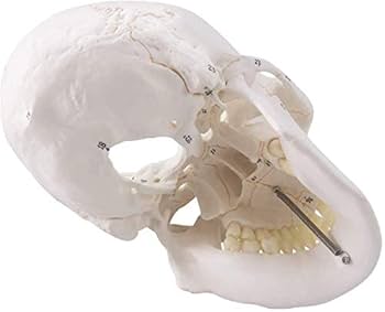 Amazon.co.jp: 人類の頭蓋骨解剖モデル、3部品、正常大、骨縫い