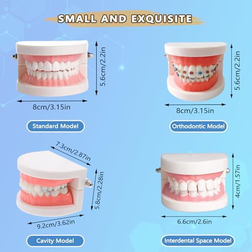 Image of 1 Pack Standard Teeth Model for Dental Training,Teaching,and Practice,Adult Standard Typodont Demonstration Denture Model for Dentists,and Hygienists,Oral Anatomy Demonstration Model