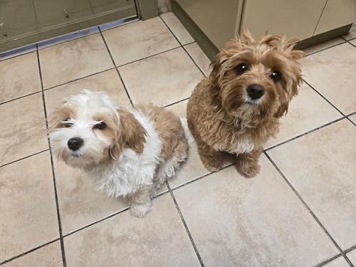 Understanding Your Puppy