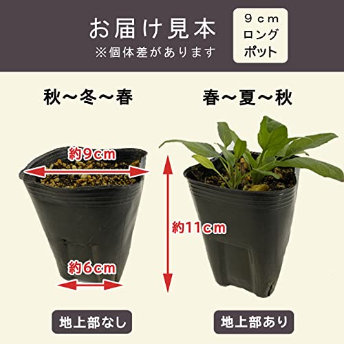 Amazon.co.jp: 宿根草 苗 セット 9cmロングポット 草丈の低い 6