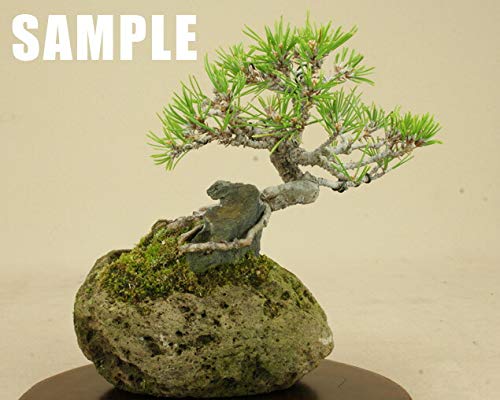 Amazon | 【盆栽鉢】 桜島産 付け石 【軽石】（希少ミニミニサイズ）1