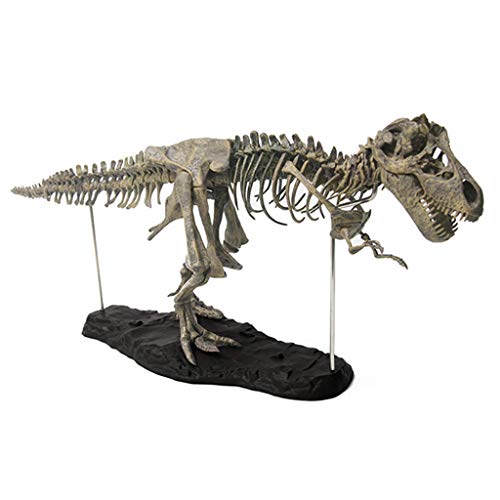 Réplique dinosaure squelette réaliste pour remplacer les jouets fragiles
