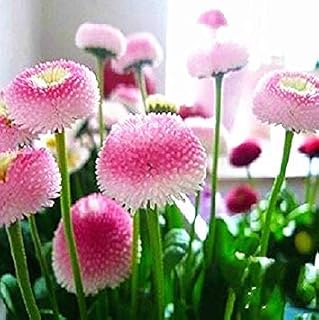 RIC 100pcs Bellflower: Mixed Flower Seeds of Plants Beautiful Flowering of The 100% Bonsai Plants of The Royal Seed Four Seasons of Sunflower Seeds Lavender Flower Rose: Only Seeds