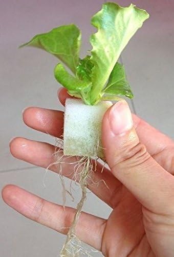 Aggreen 50 Ea Sponges Cubes Plugs Size 1" Inch Grow Media for Aquaponics Aeroponics Hydroponics