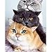 KPENG Kit Pittura Numeri, Pittura Diamante 5d Fai da Te, I Tre Gatti Grassi 5D Diamond Painting Kit Completo per Adulti e Bambini, Diamante Pieno di Strass Ricamo Punto Croce Mosaico Puzzle 30x40cm