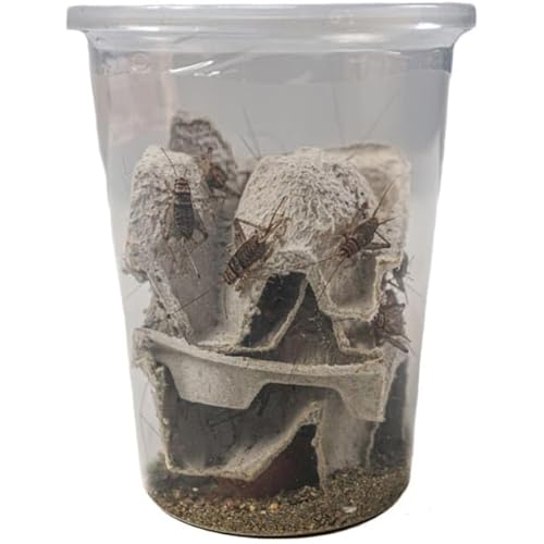 Josh's Frogs 1" GUTLOADED Banded Crickets (60 Count)