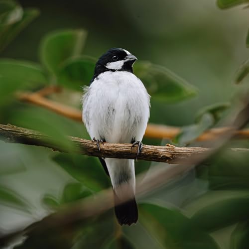 Bigodinho: a vida al&eacute;m das gaiolas