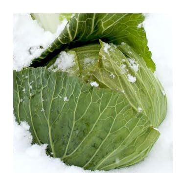 [先行予約]雪下キャベツ(2〜3玉入/1箱 約5kg) | ブランド野菜 甘み 旨み 福島県 猪苗代町 ※2027年1月〜発送