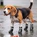 Atmungsaktive Hundeschuhe 4 Stück, Hundestiefel mit Reflektierendem Band und Rutschfester TPR-Sohle, Pfotenschutz für tägliche Spaziergänge für Kleine Hunde (Schwarz, 3)