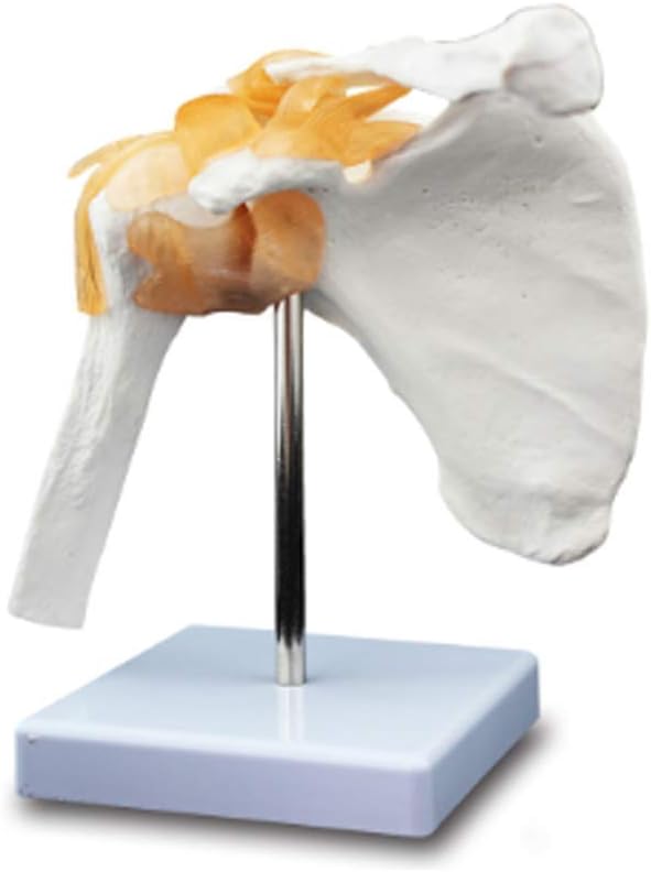 Educational Model Anatomy Shoulder Joint Model,Human Anatomical Model,Life Size Skeleton Scapular Skeletal Shoulder Ligament Orthopedics Medicine Teaching Aids