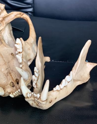 Statue de crâne de panda AMITD en taille réelle 23 cm pour collectionneur
