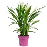 Kurkuma weiß - echte Zimmerpflanze, Curcuma alismatifolia - Höhe ca. 50 cm, Topf-Ø 14 cm