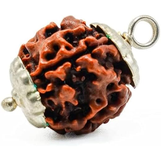 3 Mukhi Rudraksha Pendant Natural Original