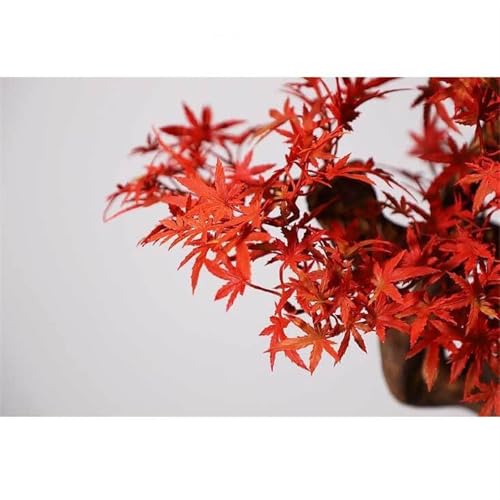 Bonsai artificiel plante d'intérieur érable rouge pour meuble TV salon