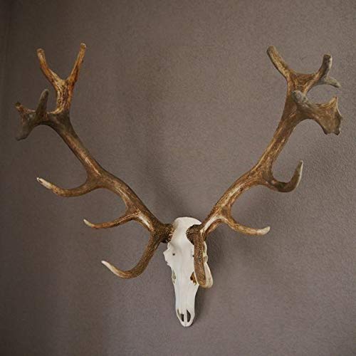 GTK - Geweihe & Trophäen KRUMHOLZ Starkes 16 Ender ROTHIRSCH Hirsch Geweih Hirschgeweih mit ganzer Nase und Oberkiefer H111cm
