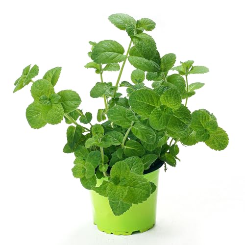 Hierbabuena - Colección Plantas Aromáticas - Mentha Spicata - Planta en Maceta