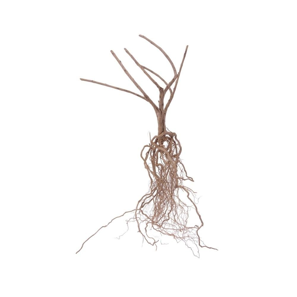 Décoration d'aquarium en bois naturel pour créer un paysage aquatique aquascaping