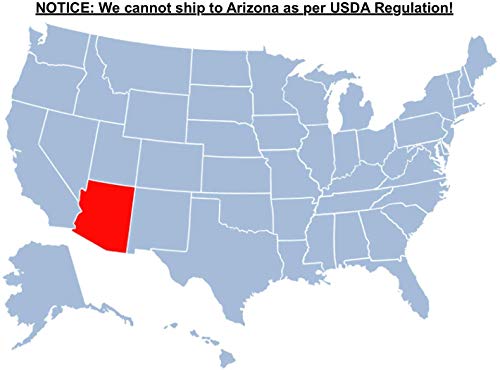 Brighter Blooms - Tamukeyama Japanese Maple Tree, 2-3 Ft. - Dazzle The Eyes With A Brilliant Foliage Centerpiece - No Shipping To Az #TOP5
