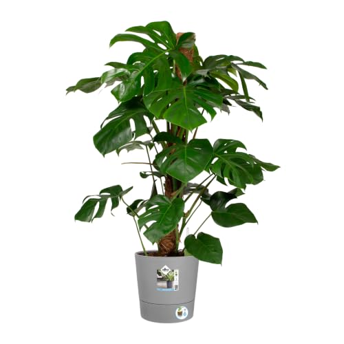 Miniatura 3 de Elho Greensense Aqua Care Round 30 - Macetero Por Interior Y Exterior - 100 Plástico Reciclado - Ø 29.5 X H 29.1 Cm - Gris Light Concrete