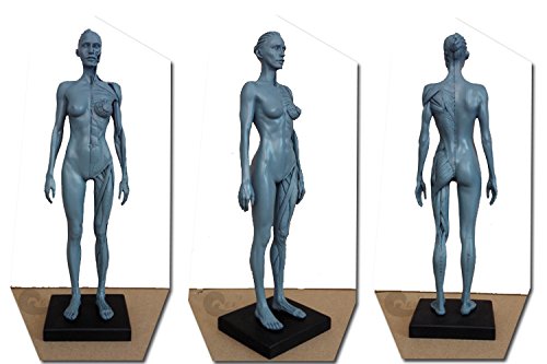Human Body Musculoskeletal Anatomical Model for Study and Teaching (30CM4)