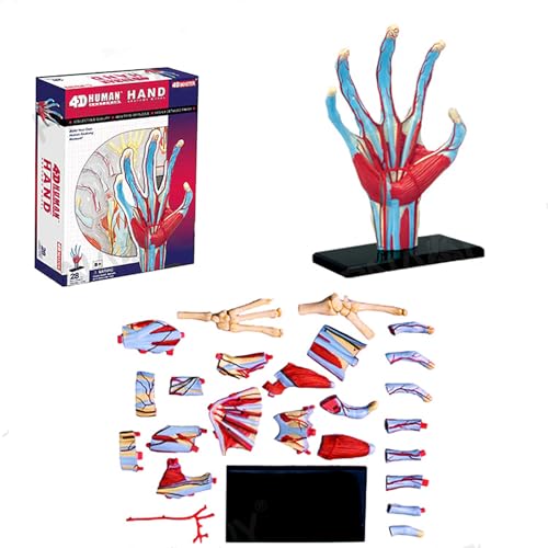 Modèle squelette main humaine 4D AMITD 28 pièces puzzle anatomique éducatif - 3